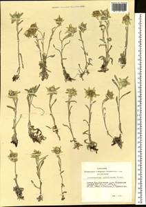 Leontopodium leontopodinum (DC.) Hand.-Mazz., Siberia, Altai & Sayany Mountains (S2) (Russia)