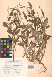 Persicaria lapathifolia subsp. lapathifolia, Eastern Europe, Moscow region (E4a) (Russia)