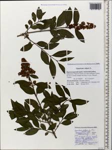 Ligustrum vulgare L., Caucasus, Black Sea Shore (from Novorossiysk to Adler) (K3) (Russia)