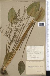 Alisma plantago-aquatica L., Middle Asia, Northern & Central Kazakhstan (M10) (Kazakhstan)