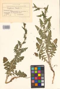 Sisymbrium loeselii L., Eastern Europe, Central forest-and-steppe region (E6) (Russia)