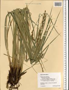Carex paniculata L., Eastern Europe, Western region (E3) (Russia)