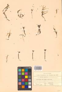 Sedum acre L., Eastern Europe, Western region (E3) (Russia)