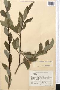 Salix iliensis Regel, Middle Asia, Western Tian Shan & Karatau (M3) (Kyrgyzstan)