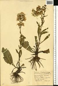 Jacobaea racemosa subsp. kirghisica (DC.) Galasso & Bartolucci, Eastern Europe, Lower Volga region (E9) (Russia)