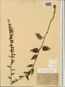 Campanula rapunculoides L., Caucasus, Black Sea Shore (from Novorossiysk to Adler) (K3) (Russia)