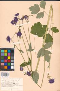 Aquilegia vulgaris L., Eastern Europe, Moscow region (E4a) (Russia)