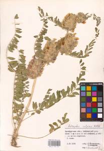 Astragalus vulpinus Willd., Eastern Europe, Eastern region (E10) (Russia)