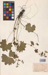 Alchemilla, Eastern Europe, Eastern region (E10) (Russia)