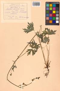 Aconitum ranunculoides subsp. ajanense (Steinb.) Vorosch., Siberia, Russian Far East (S6) (Russia)