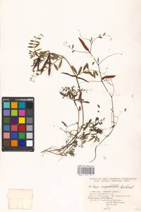 Vicia sativa subsp. nigra (L.)Ehrh., Eastern Europe, Moscow region (E4a) (Russia)