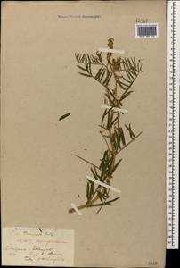 Vicia tenuifolia Roth, Caucasus, Stavropol Krai, Karachay-Cherkessia & Kabardino-Balkaria (K1b) (Russia)