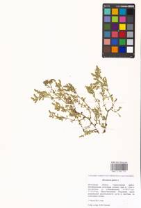 Herniaria glabra L., Eastern Europe, Moscow region (E4a) (Russia)