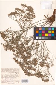 Limonium caspium (Willd.) Gams, Eastern Europe, Lower Volga region (E9) (Russia)