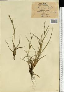 Carex hirta L., Eastern Europe, Central forest region (E5) (Russia)