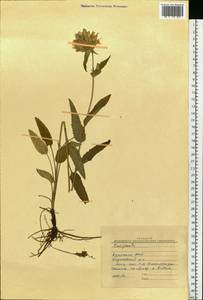 Campanula glomerata L., Siberia, Baikal & Transbaikal region (S4) (Russia)