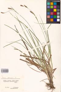 Carex panicea L., Eastern Europe, Lithuania (E2a) (Lithuania)