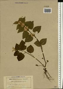 Lamium galeobdolon subsp. galeobdolon, Eastern Europe, Belarus (E3a) (Belarus)