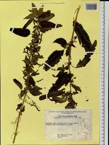 Urtica platyphylla Wedd., Siberia, Chukotka & Kamchatka (S7) (Russia)