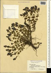 Veronica multifida L., Crimea (KRYM) (Russia)