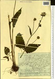 Saussurea subtriangulata Kom., Siberia, Russian Far East (S6) (Russia)
