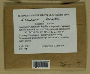 Lescuraea plicata (Schleich. ex F. Weber & D. Mohr) Lindb., Bryophytes, Bryophytes - North Caucasus & Ciscaucasia (B12) (Russia)