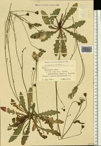 Hypochaeris radicata L., Eastern Europe, Latvia (E2b) (Latvia)