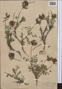Astragalus ugamicus Popov, Middle Asia, Western Tian Shan & Karatau (M3) (Uzbekistan)