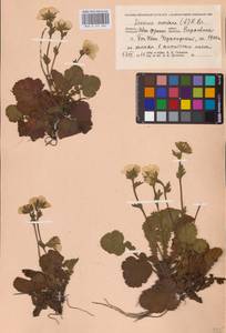 Geum montanum L., Eastern Europe, West Ukrainian region (E13) (Ukraine)