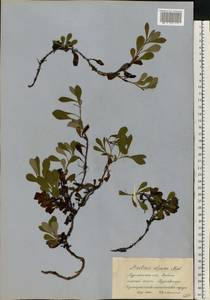 Arctostaphylos alpinus (L.) Spreng., Eastern Europe, Northern region (E1) (Russia)