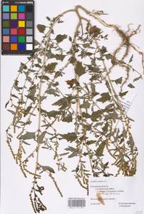 Atriplex tatarica L., Eastern Europe, Central region (E4) (Russia)