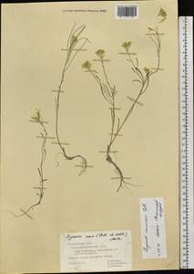 Erysimum diffusum Ehrh., Eastern Europe, Middle Volga region (E8) (Russia)