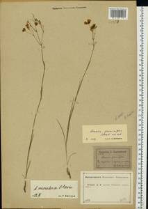 Eremogone saxatilis (L.) Ikonn., Eastern Europe, Central forest-and-steppe region (E6) (Russia)