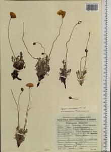 Oreomecon nudicaulis subsp. microcarpa (DC.) Grey-Wilson, Siberia, Chukotka & Kamchatka (S7) (Russia)