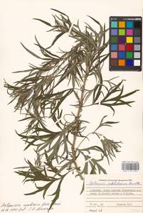 Artemisia umbrosa Turcz. ex DC., Eastern Europe, Moscow region (E4a) (Russia)