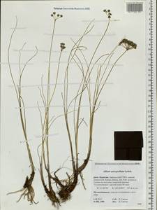 Allium anisopodium Ledeb., Siberia, Baikal & Transbaikal region (S4) (Russia)