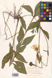 Helianthus strumosus L., Eastern Europe, Moscow region (E4a) (Russia)