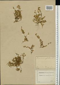Herniaria glabra L., Eastern Europe, Central forest region (E5) (Russia)