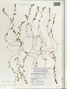 Polygonum boreale (Lange) Small, Eastern Europe, Northern region (E1) (Russia)