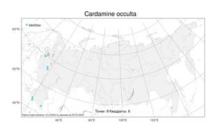 Cardamine occulta Hornem., Atlas of the Russian Flora (FLORUS) (Russia)