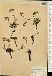 Campanula saxifraga subsp. aucheri (A.DC.) Ogan., Caucasus, Armenia (K5) (Armenia)