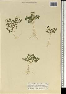 Euphorbia humifusa Willd., Mongolia (MONG) (Mongolia)