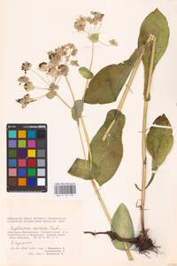 Bupleurum aureum Fisch., Eastern Europe, Eastern region (E10) (Russia)