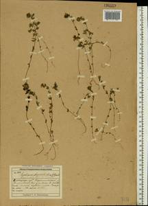 Euphrasia ×vernalis List, Eastern Europe, Northern region (E1) (Russia)