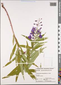 Chamaenerion angustifolium (L.) Scop., Siberia, Central Siberia (S3) (Russia)