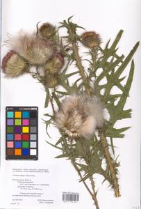 Cirsium vulgare (Savi) Ten., Eastern Europe, Central forest-and-steppe region (E6) (Russia)