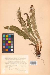 Polystichum lonchitis (L.) Roth, Siberia, Russian Far East (S6) (Russia)