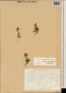 Nonea caspica (Willd.) G. Don, Caucasus, Dagestan (K2) (Russia)