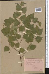 Betula tianschanica Rupr., Middle Asia, Pamir & Pamiro-Alai (M2) (Tajikistan)
