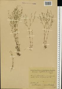 Arenaria serpyllifolia L., Eastern Europe, Middle Volga region (E8) (Russia)